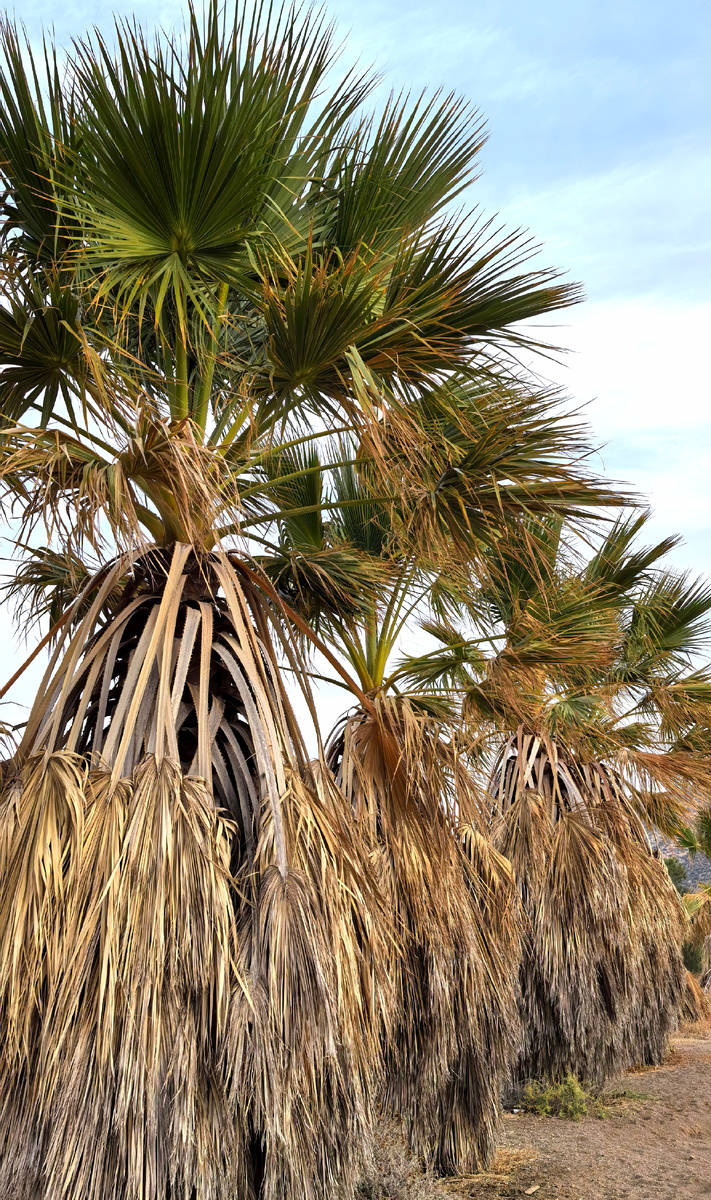 Вот такие пальмы в юбках были на нашей стоянке. 