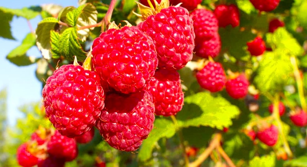 Опасные соседи: что нельзя сажать рядом с малиной