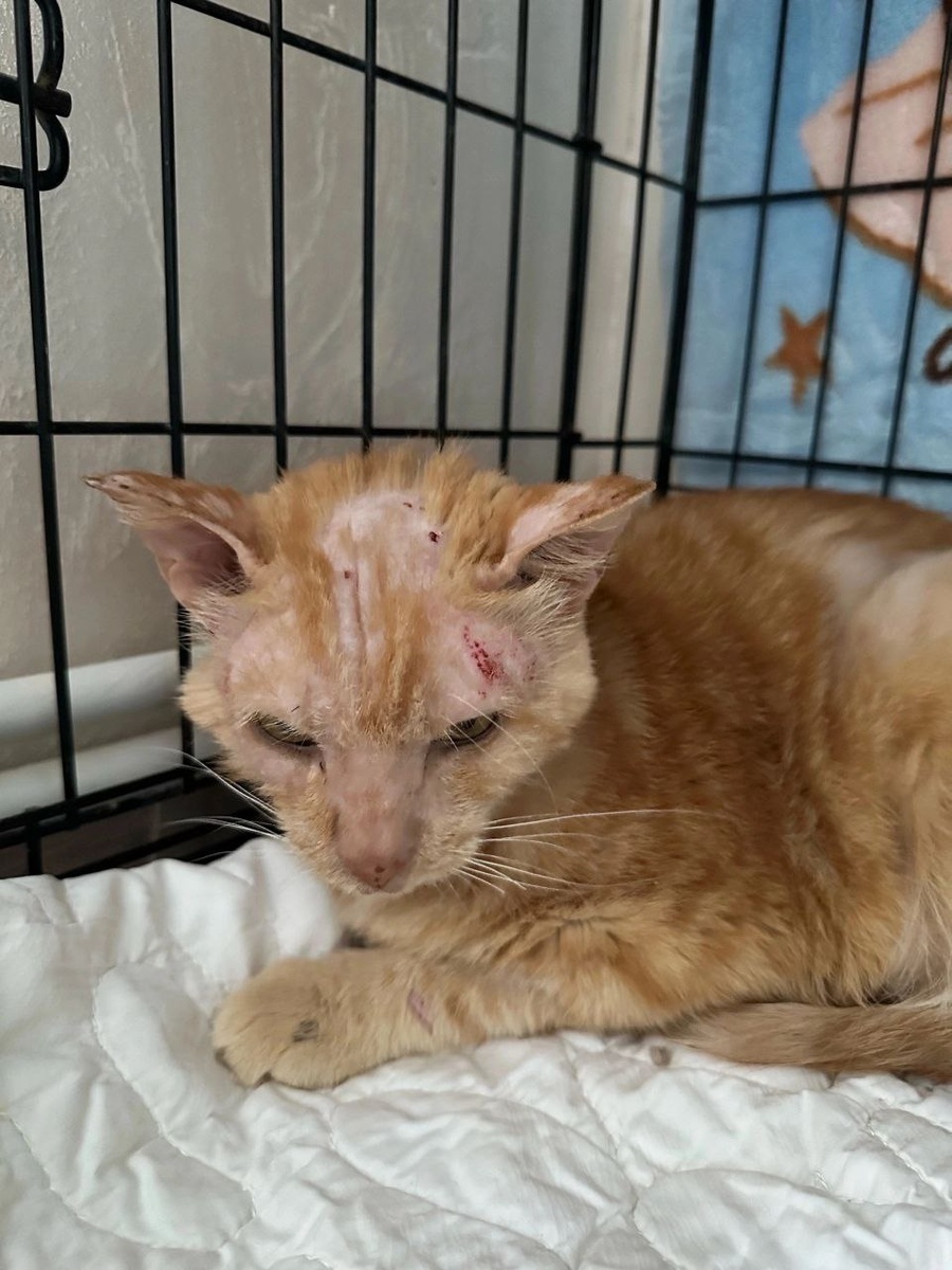 Рыжик на передержке в Перми.