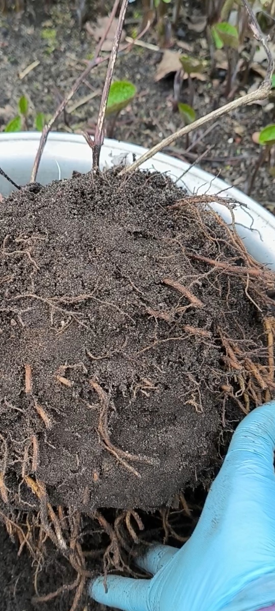 Вот такая огромное корневая система.клематиса одной части