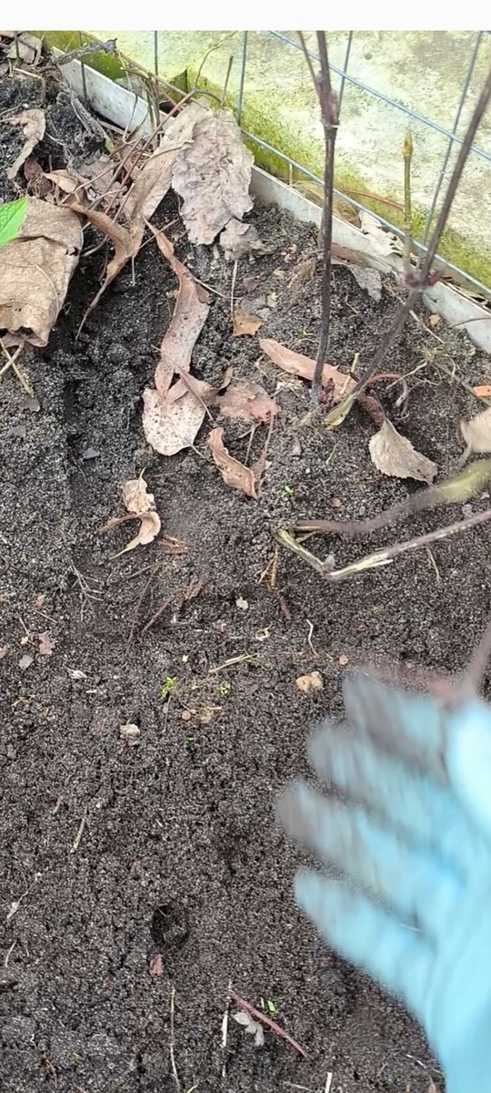 Клематис  вторая частью слишком близко к сетки. 