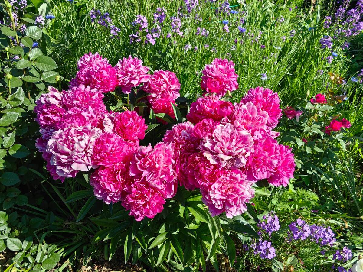 Пион травянистый.Фото Натальи Мироновой