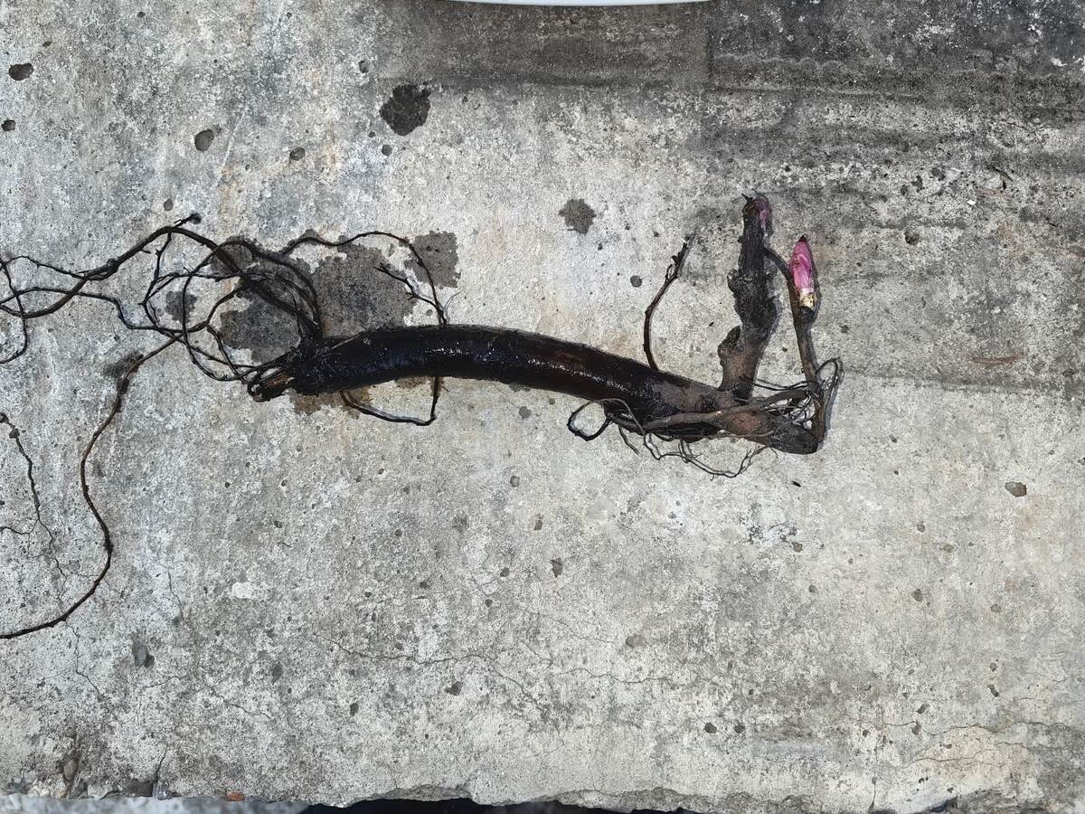 Корень пиона "Сорбет". Фото Натальи Мироновой