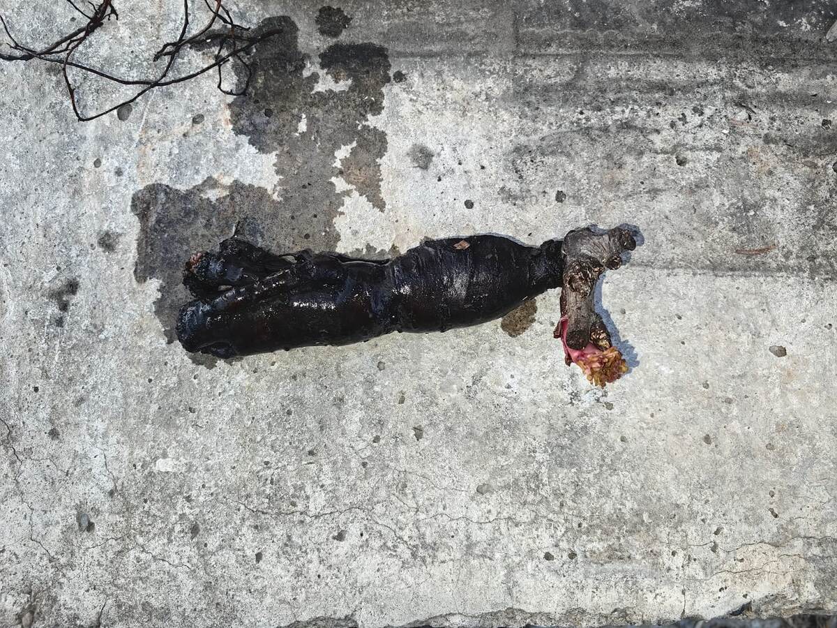 Корень пиона "Команд Перформанс". Фото Натальи Мироновой