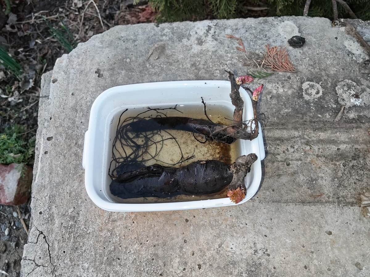 Корни пионов, замоченные в стимуляторе роста. Фото Натальи Мироновой 