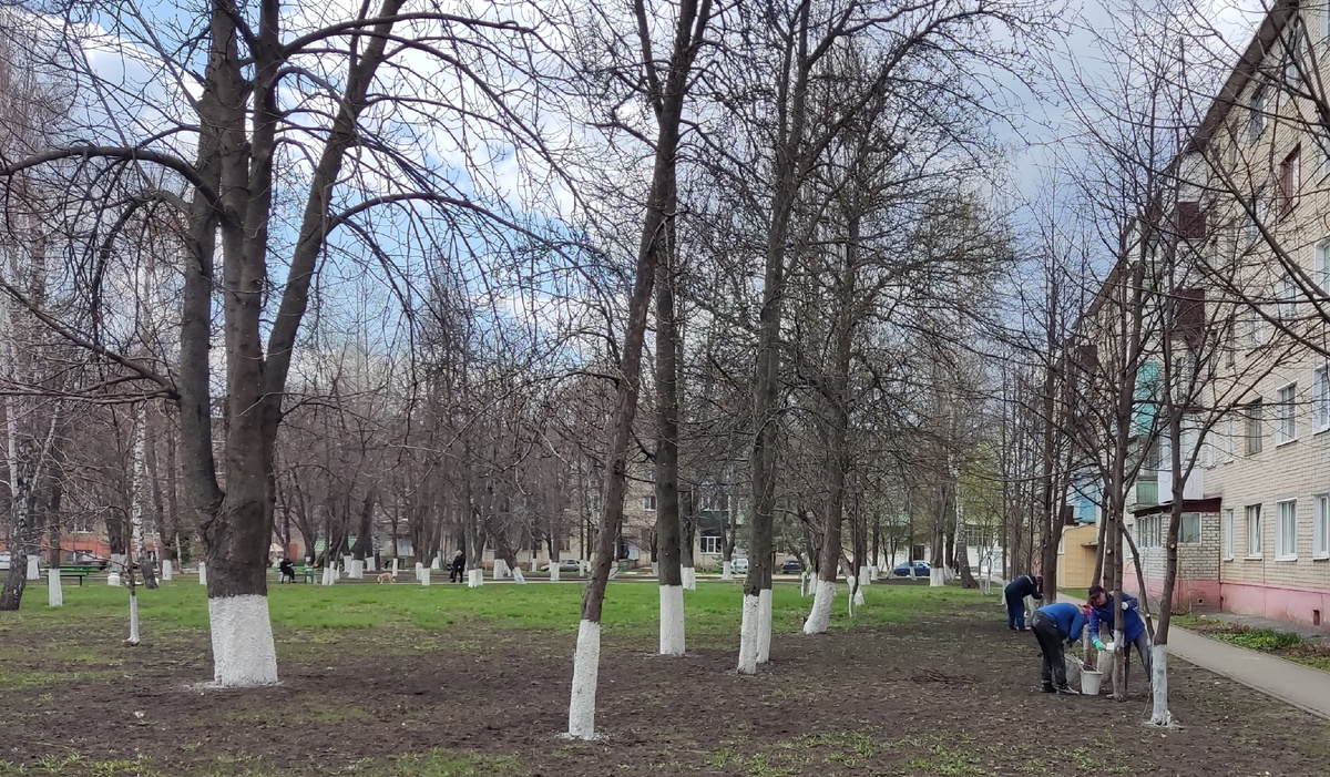 В эти предпасхальные дни в нашем посёлке заканчивают побелку деревьев. Фото автора