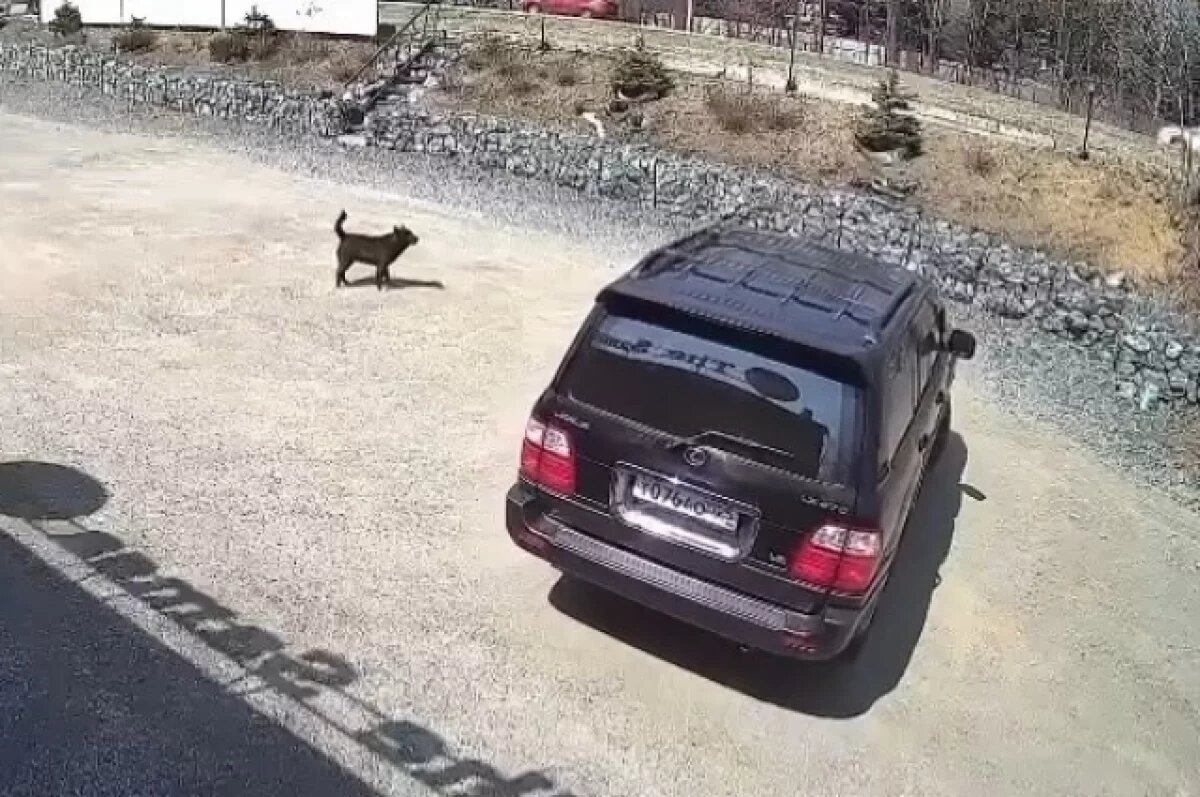    Количество агрессивных плов только растёт.