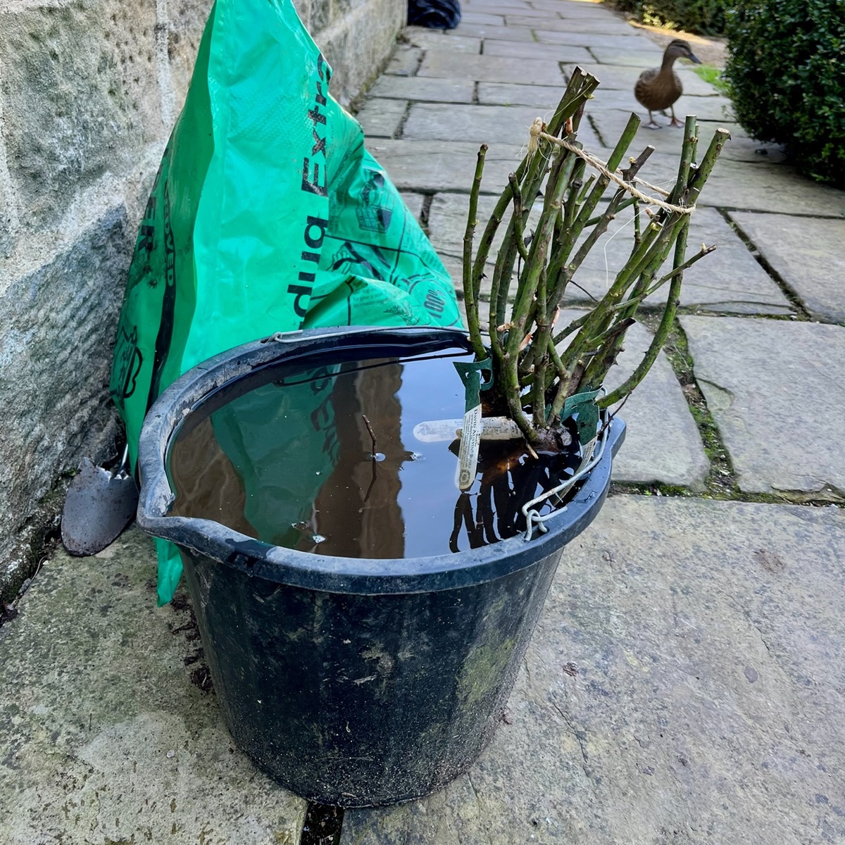 Саженцы с ОКС в ведре