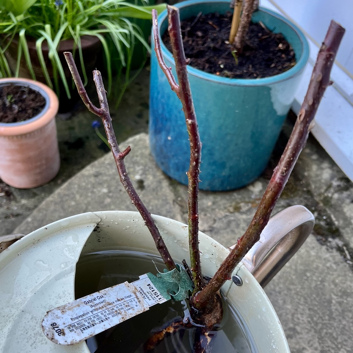 Саженец с ОКС в лейке