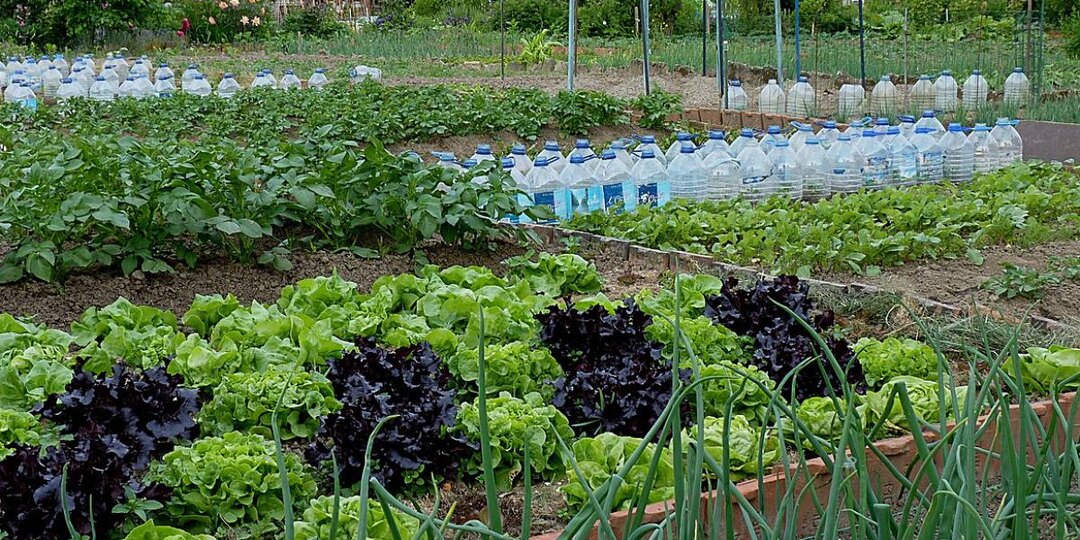 Белокрылка сбежит с вашего участка: нужен всего один овощ