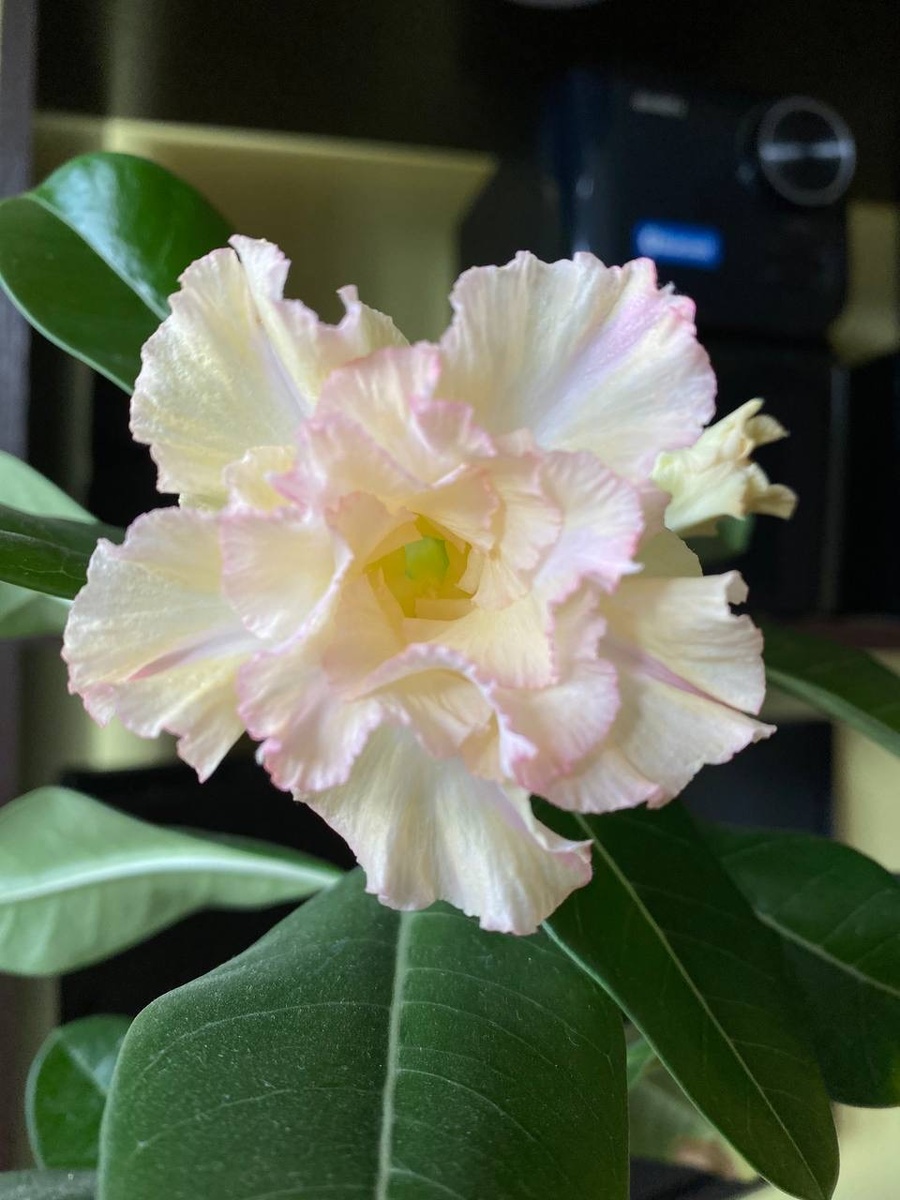 Предварительный вариант названия сорта «Айсберг».