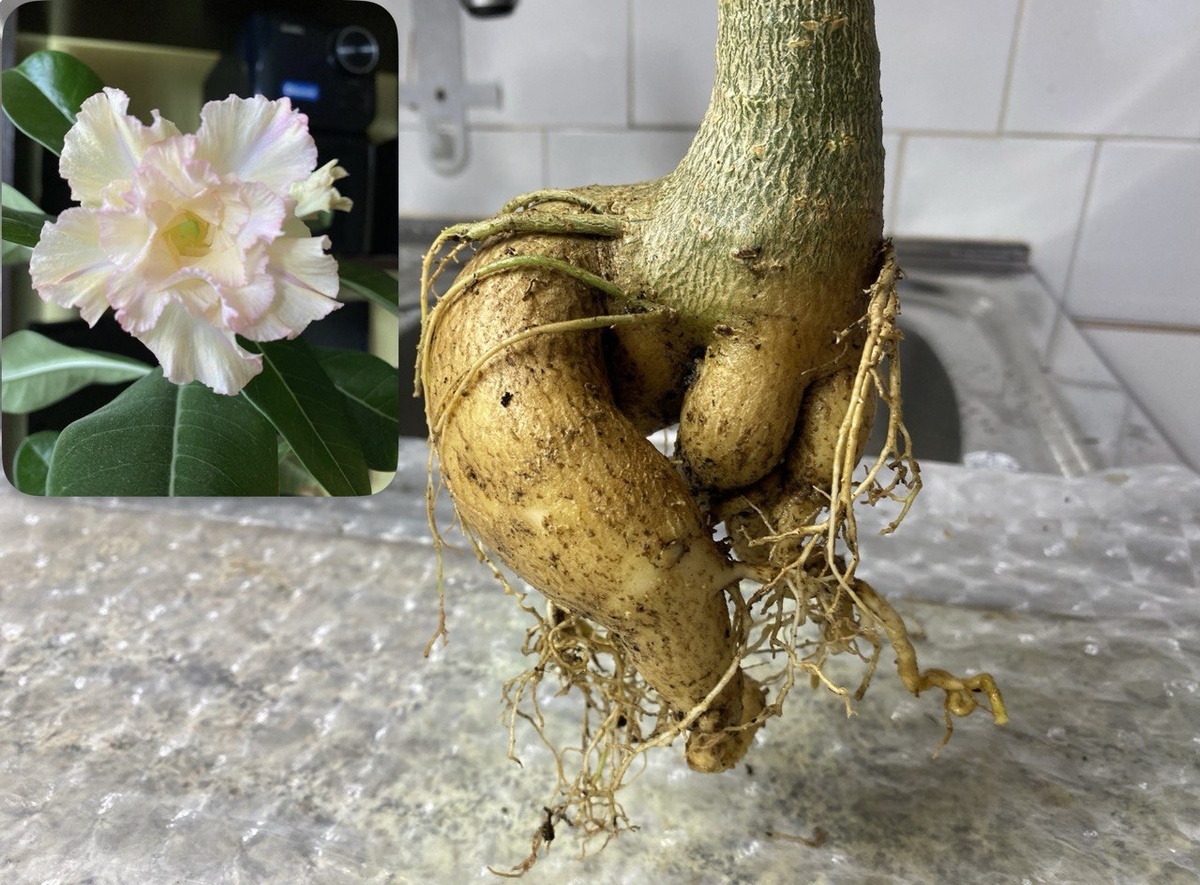 Растение во всей своей красе. 