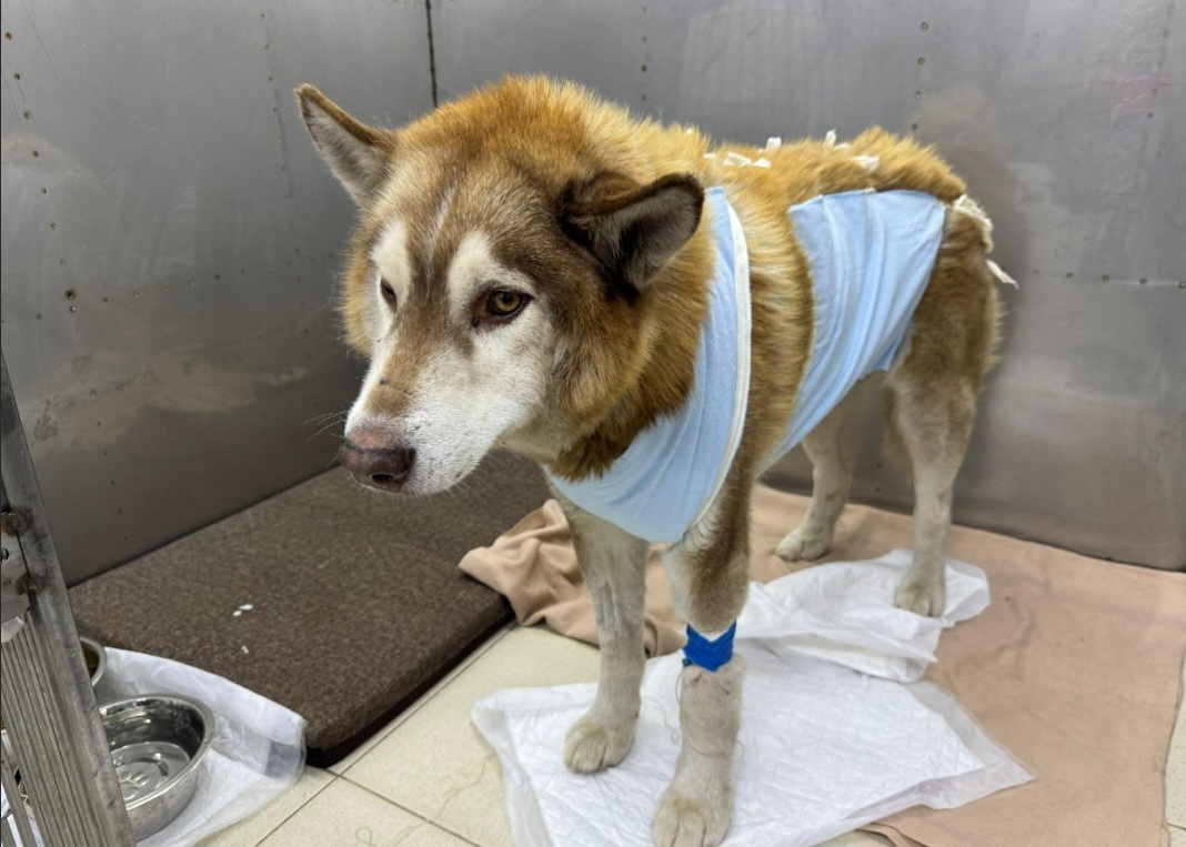 Локи в клинике 