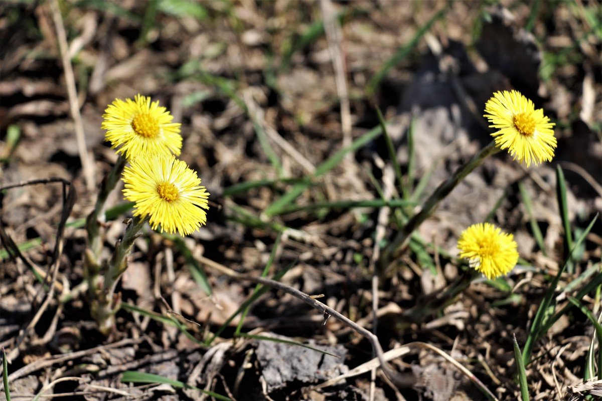    © минтербез Пермского края