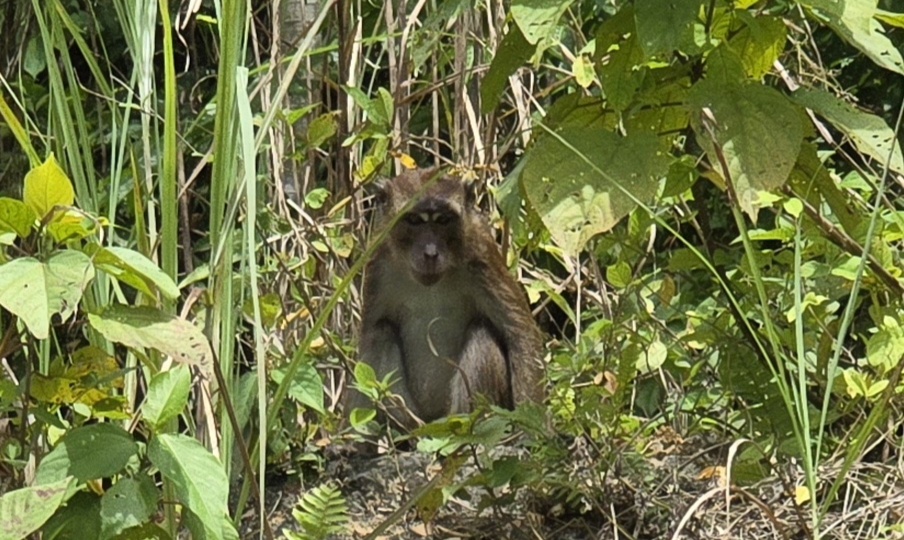 Приплыли! Как нас встретил остров Лейте. День первый