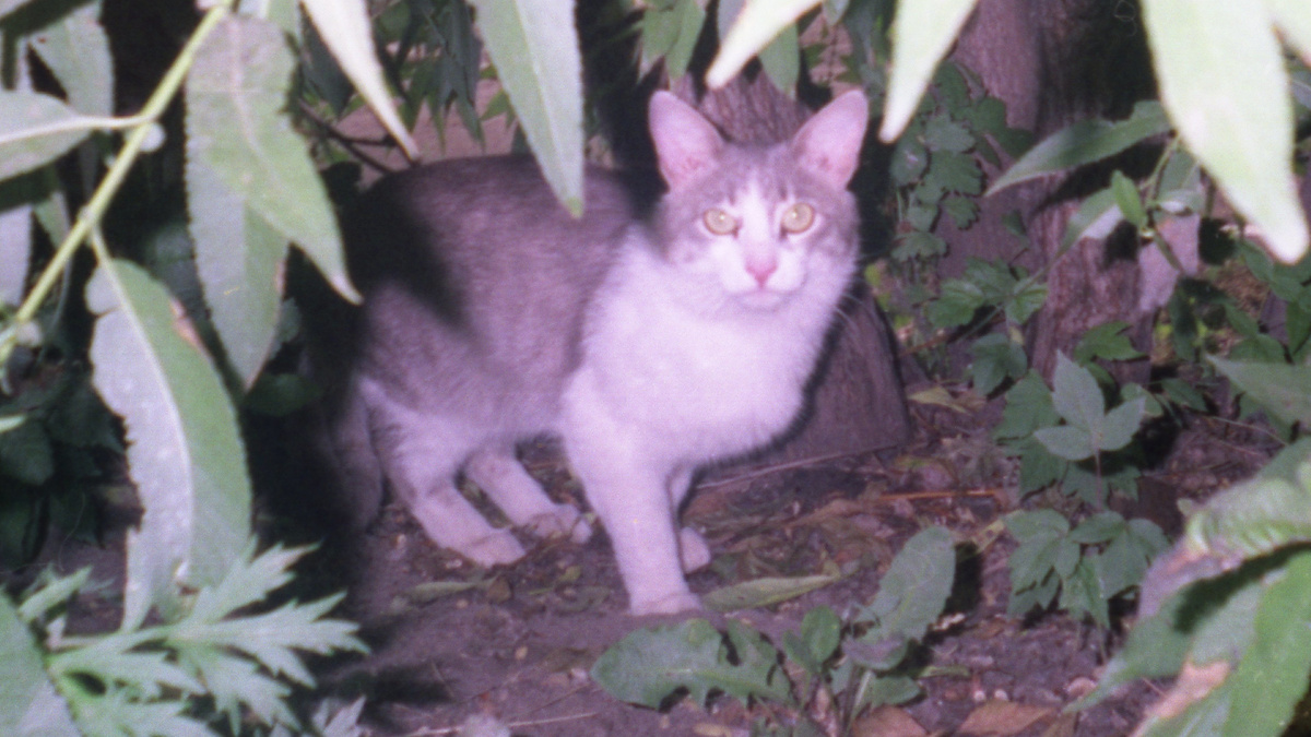 1997. Китя на прогулке. Таким я тебя и запомнил!