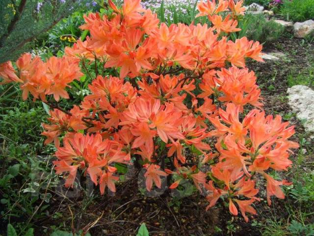 Рододендрон Японский лососёвый