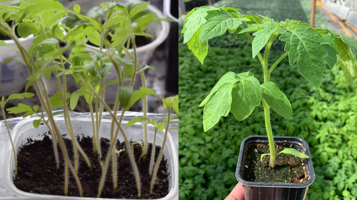 Результат подкормки специями через 14 дней