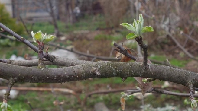 Нашел способ защитить сад после распускания почек. 5 правил безопасной обработки деревьев весной
