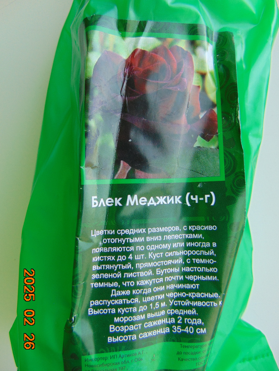 Саженец розы из магазина Светофор Блек Меджик (Black Magic)