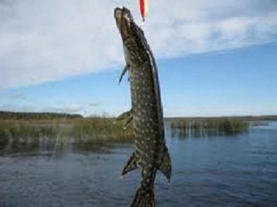 ЩУКА НА ВОБЛЕР