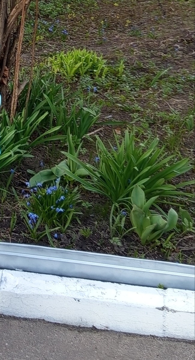 Фото: мое. Весна пришла. Опять. 