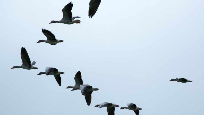 Фото: pxhere.com