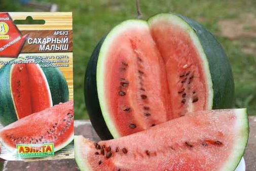 Сахарный малыш арбуз