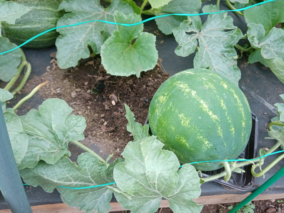 арбузы в августе Иркутская обл. 