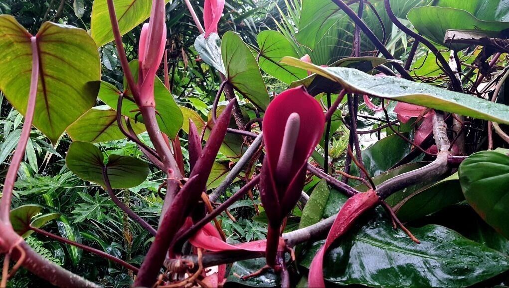     Источник: Ботанический садАмурска