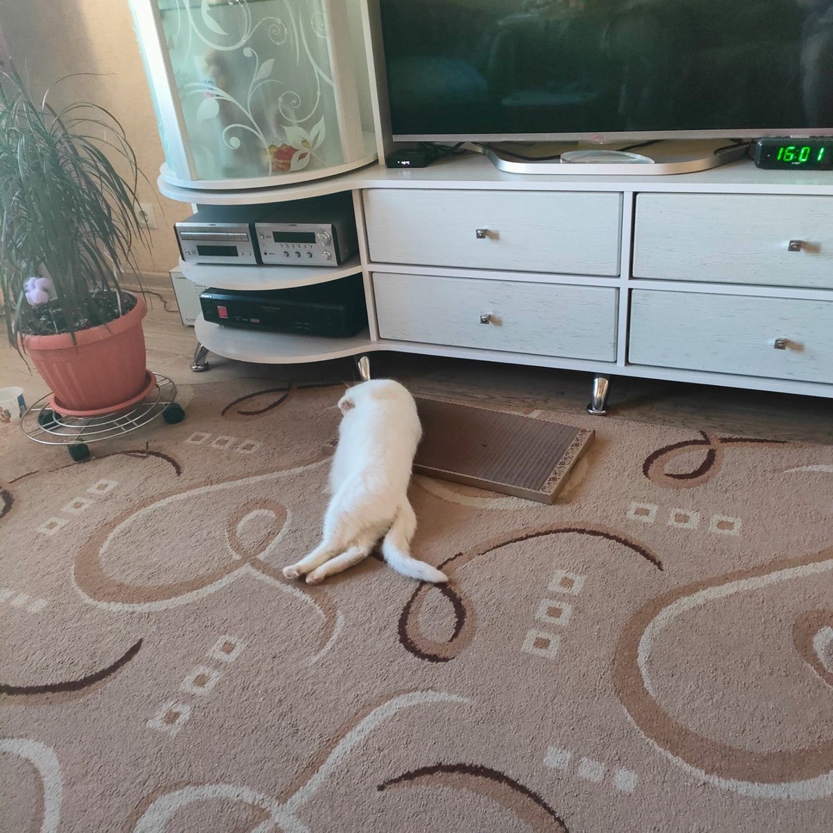 Ещё недавно Белоснежка безмятежно спала в собственном доме