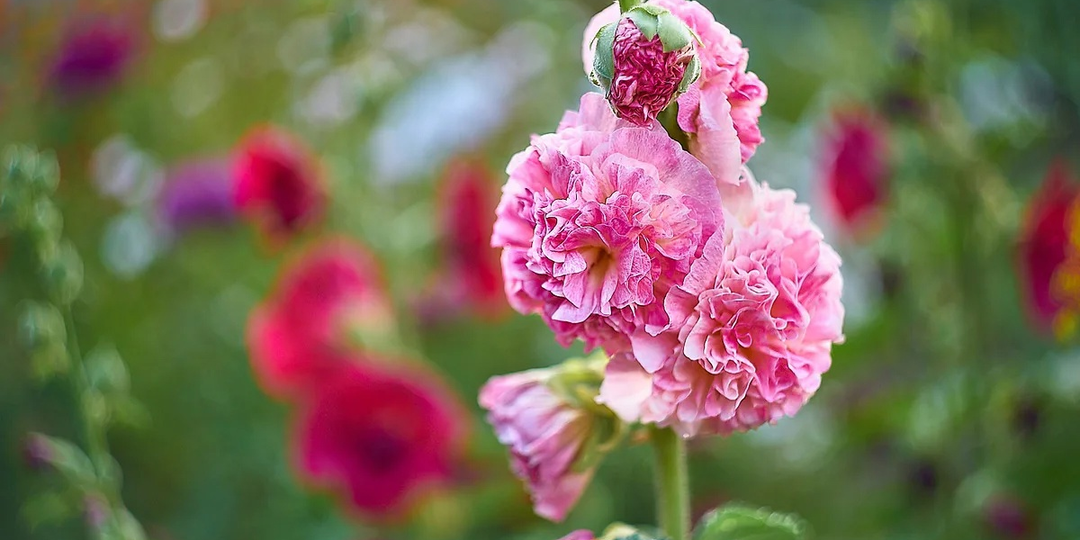 Битва года: Штокроза против мальвы