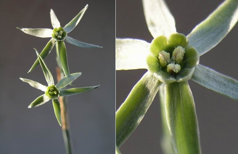 Или он похож на молодой лучок...