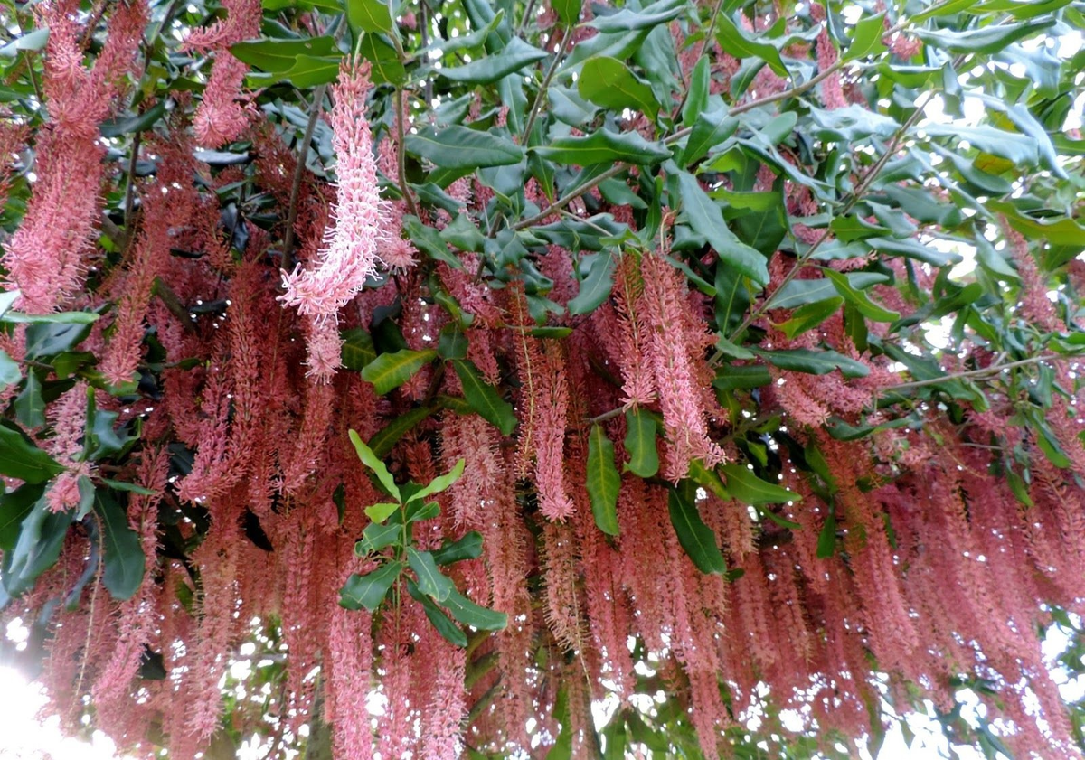 Цветущее дерево