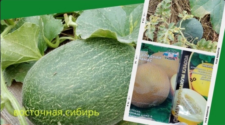 дыни выращивание. Свои фото в коллаже. 