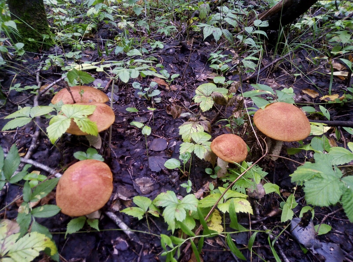 Подосиновики