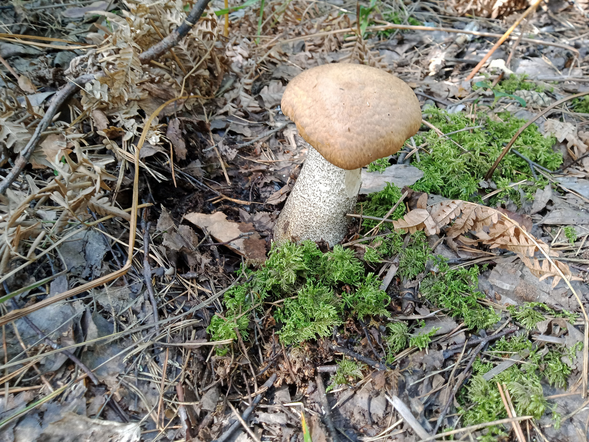 Подосиновик