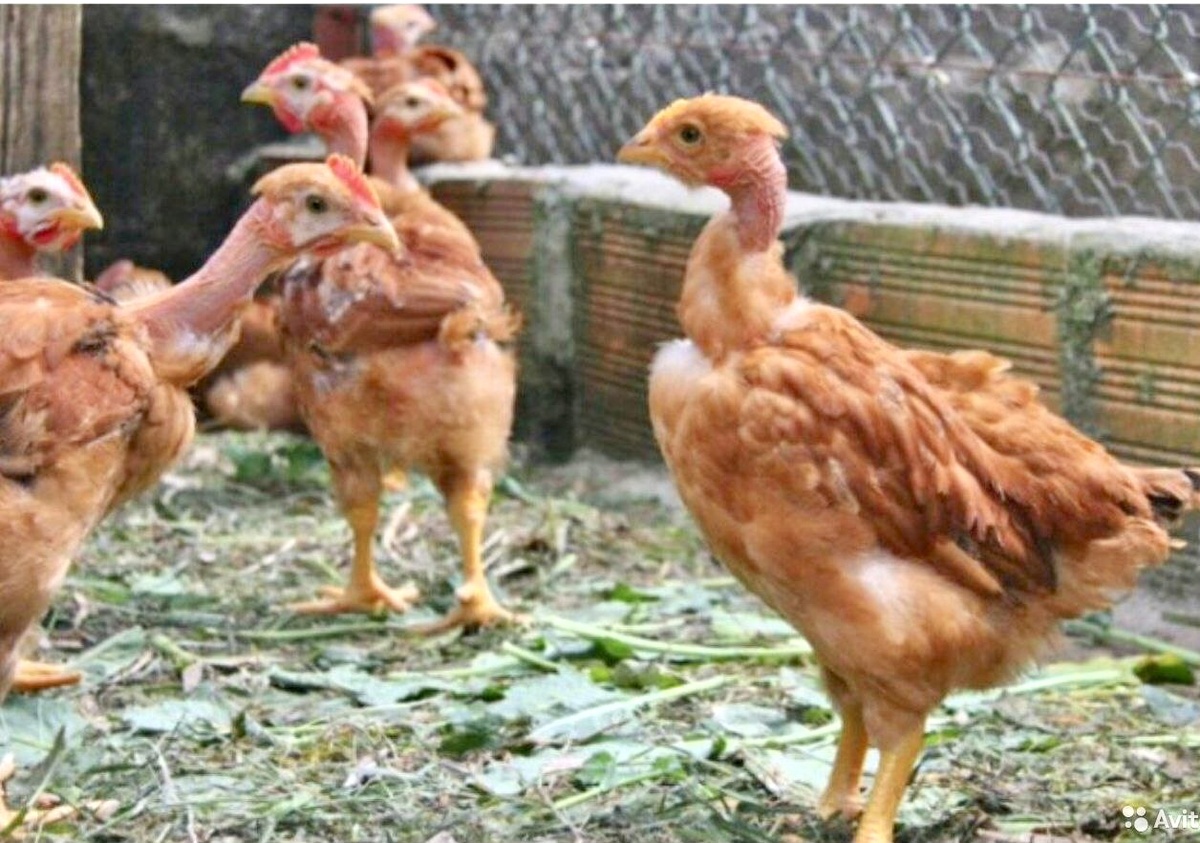 Смешные такие с голыми шеями