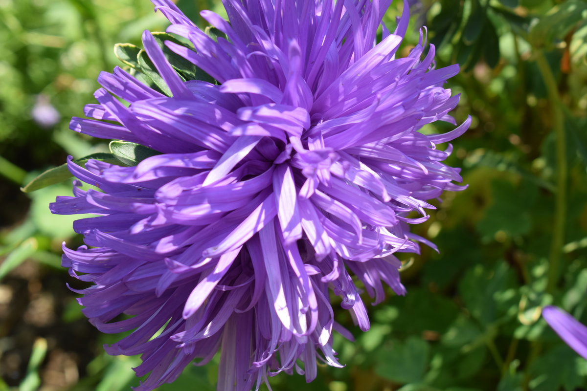 моя красотка(фото автора)