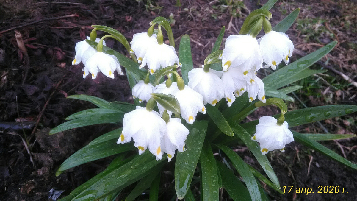 Белоцветник цветет. Фото автора.
