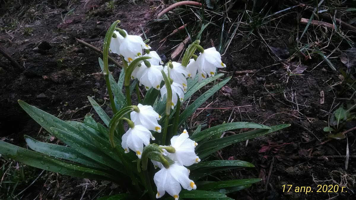 Белоцветник - первый весенний цветок. Фото автора.