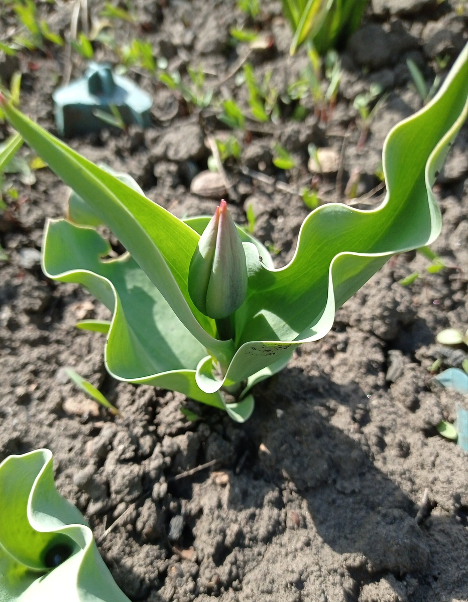 Первый пошел, из подарочных только 1 бутон, красный.