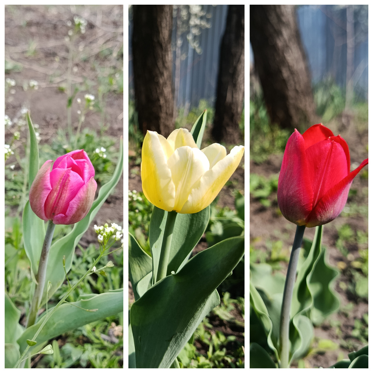 Обман с Авито, покупала в своем городе, обиднее вдвойне! Должны были быть от белого, розового, сиреневого, до фиолетового 😡 Результат на фото.