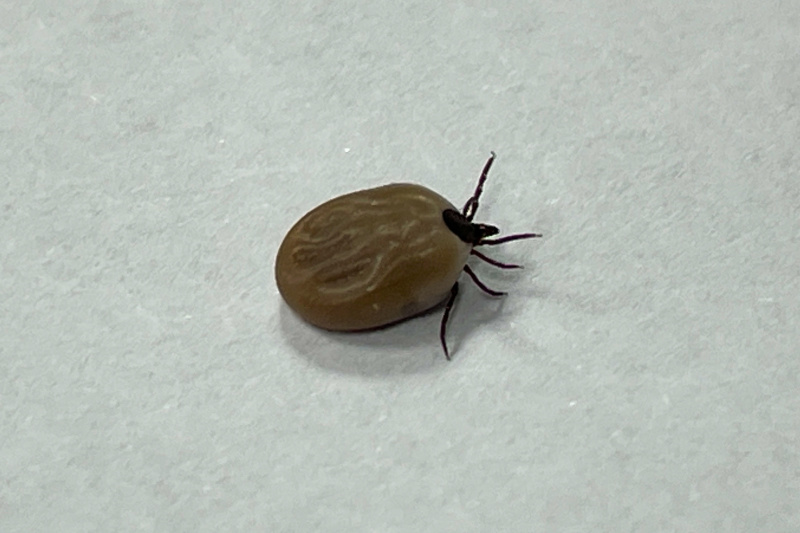    Фото: © Petrov Sergey/ news.ru/ Global Look Press