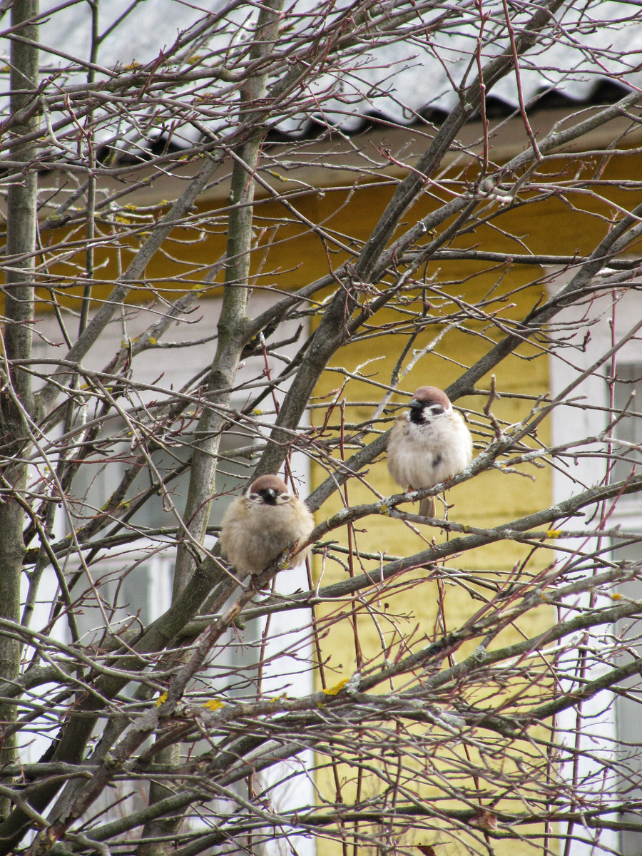 Парочка❤️