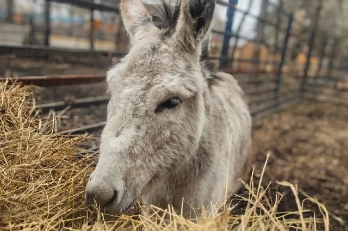    Ослы омского зоопарка покинули тёплый павильон