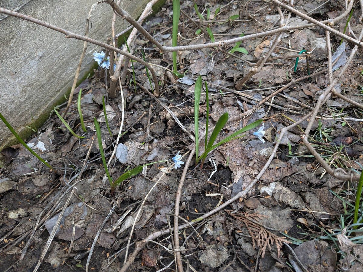 Самосев пушкинии