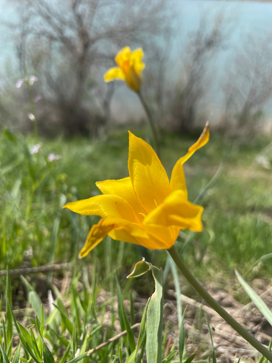 Красивые степные тюльпаны