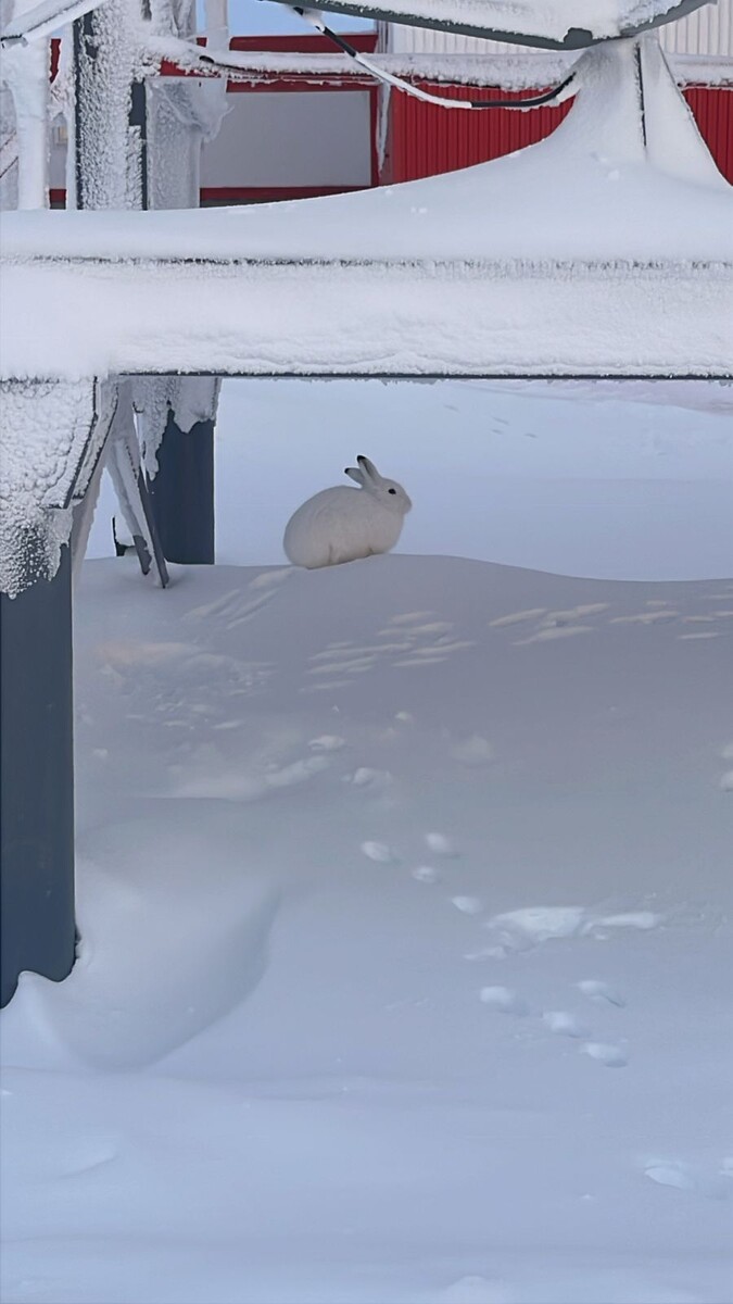 Зайка какая