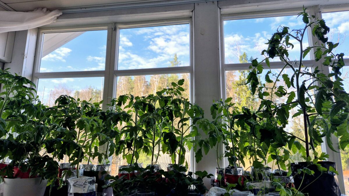  Моя рассада утром 16 апреля.  